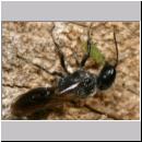 Pemphredon sp Grabwespe 06 9mm mit Blattlauseintrag.jpg